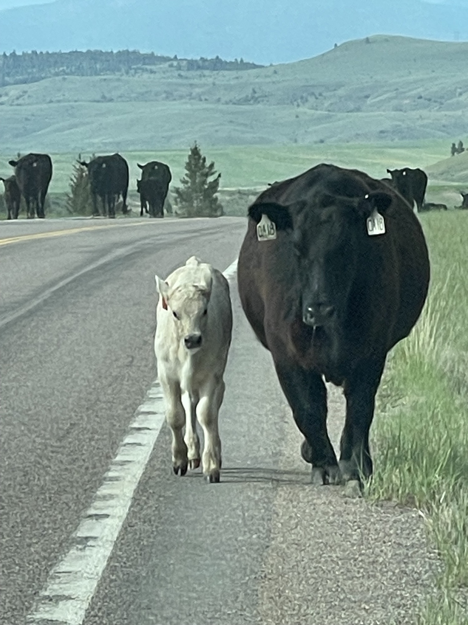 Black Angus cattle and a calf on the ranch road below Sweetwater Ranch, with Montana hills beyond