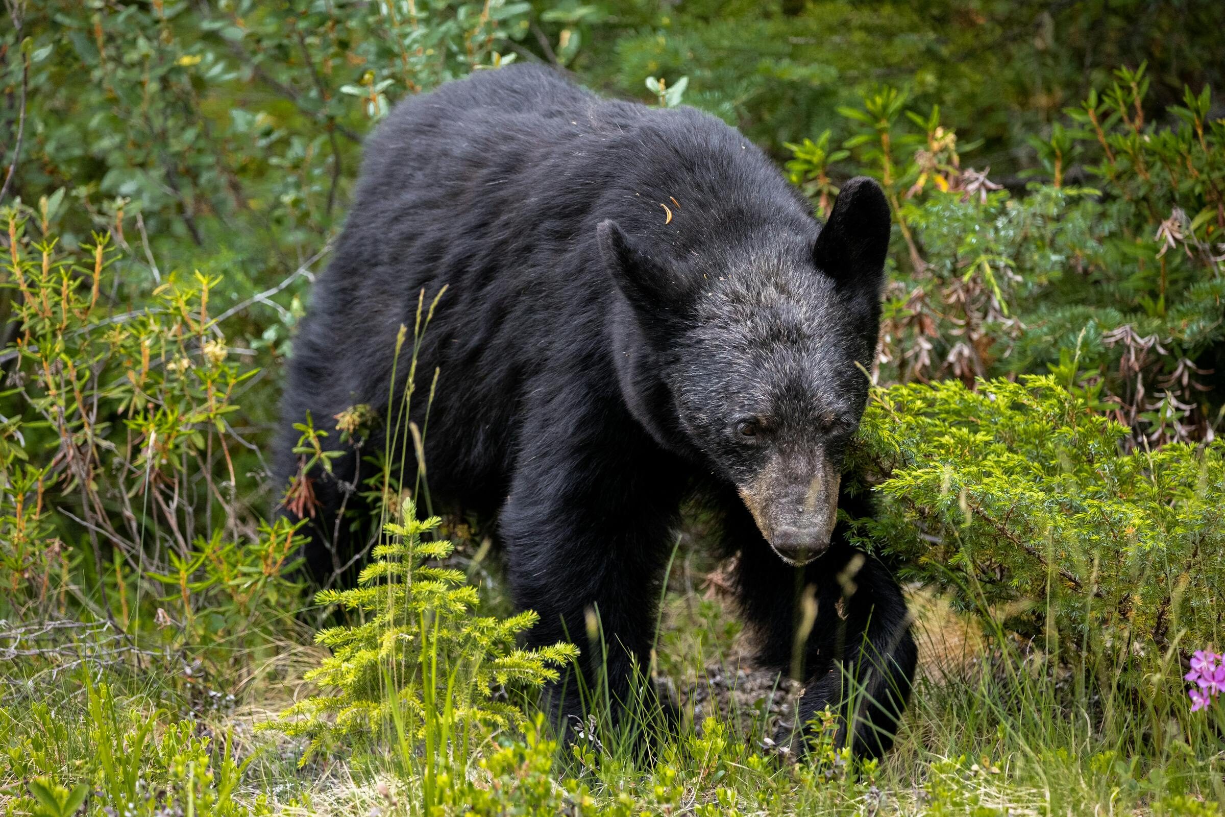 A black bear foraging in a lush green Montana forest