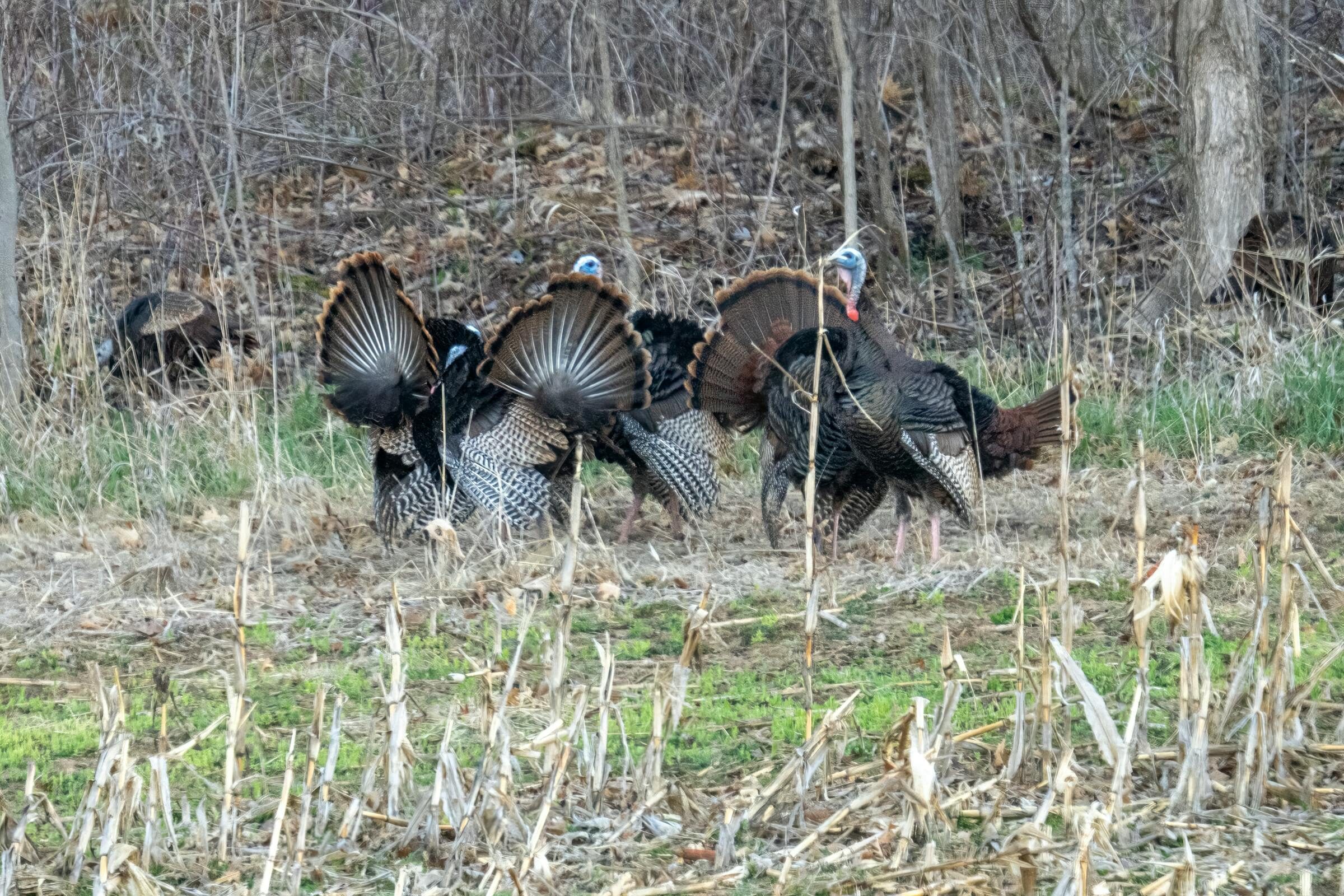 Wild tom turkeys in full strut with fanned tail feathers at a forest edge