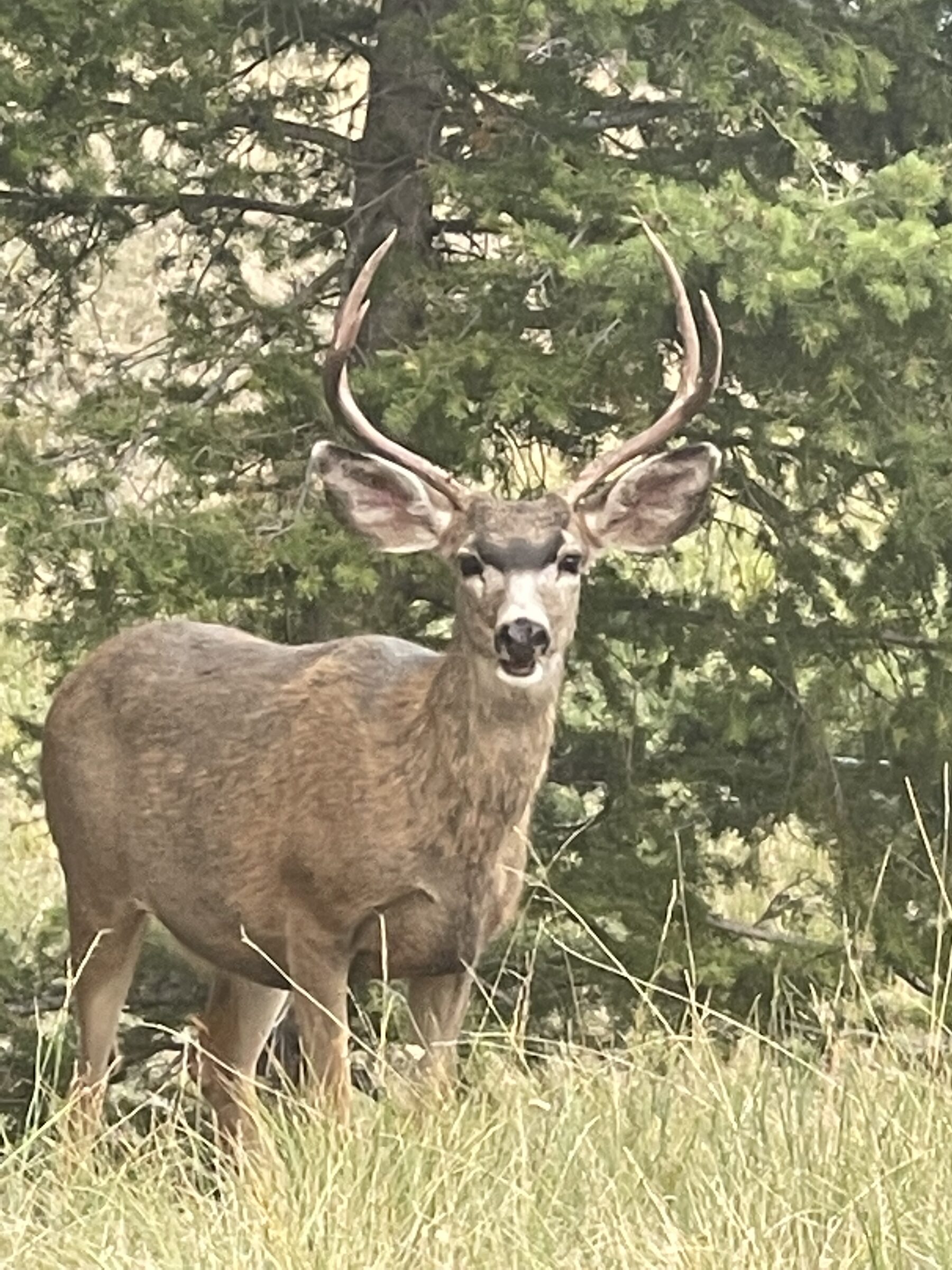 A resident mule deer buck photographed on the meadow at Sweetwater Ranch, Gold Creek, Montana