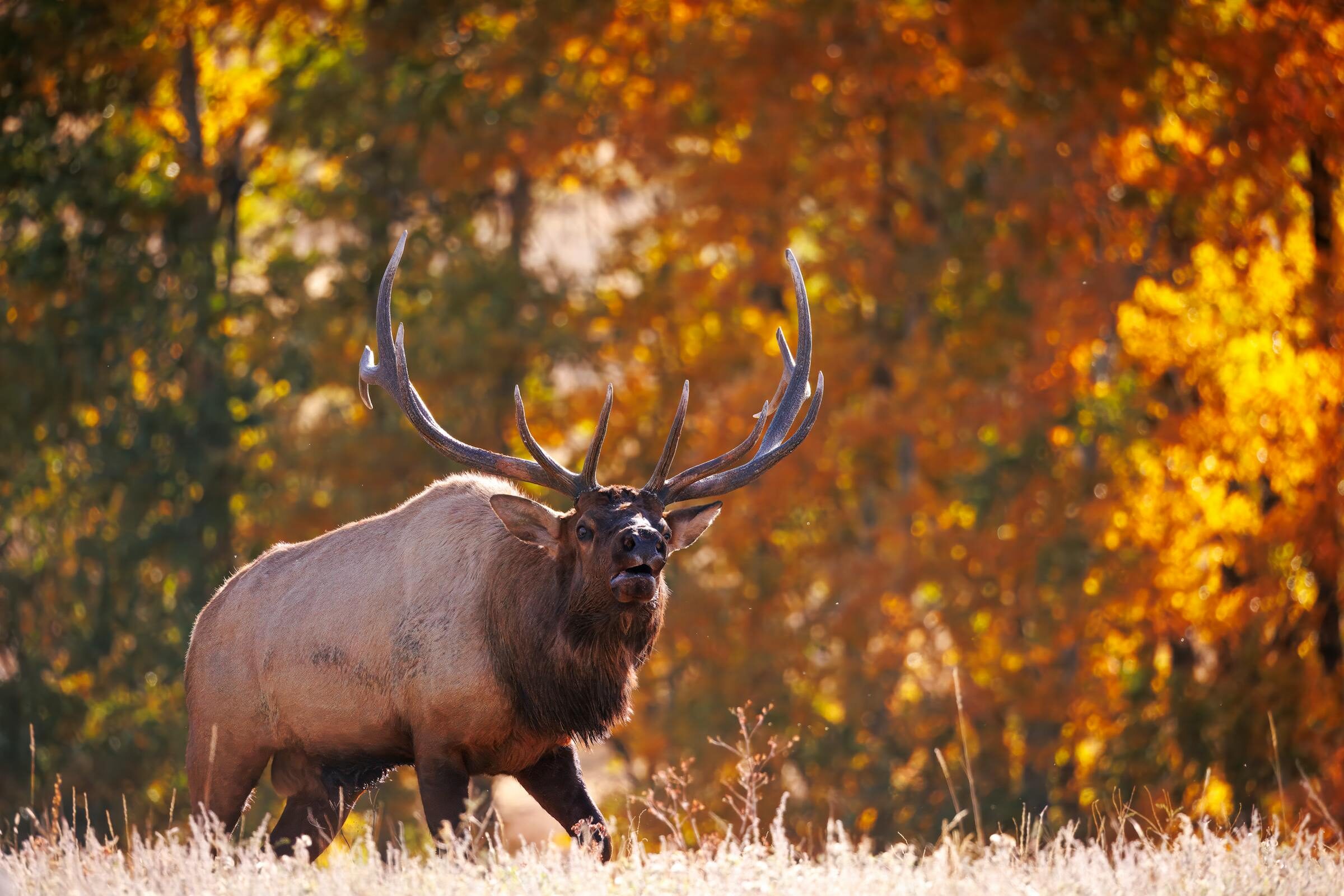 A mature bull elk bugling, with full antlers, in western Montana elk country