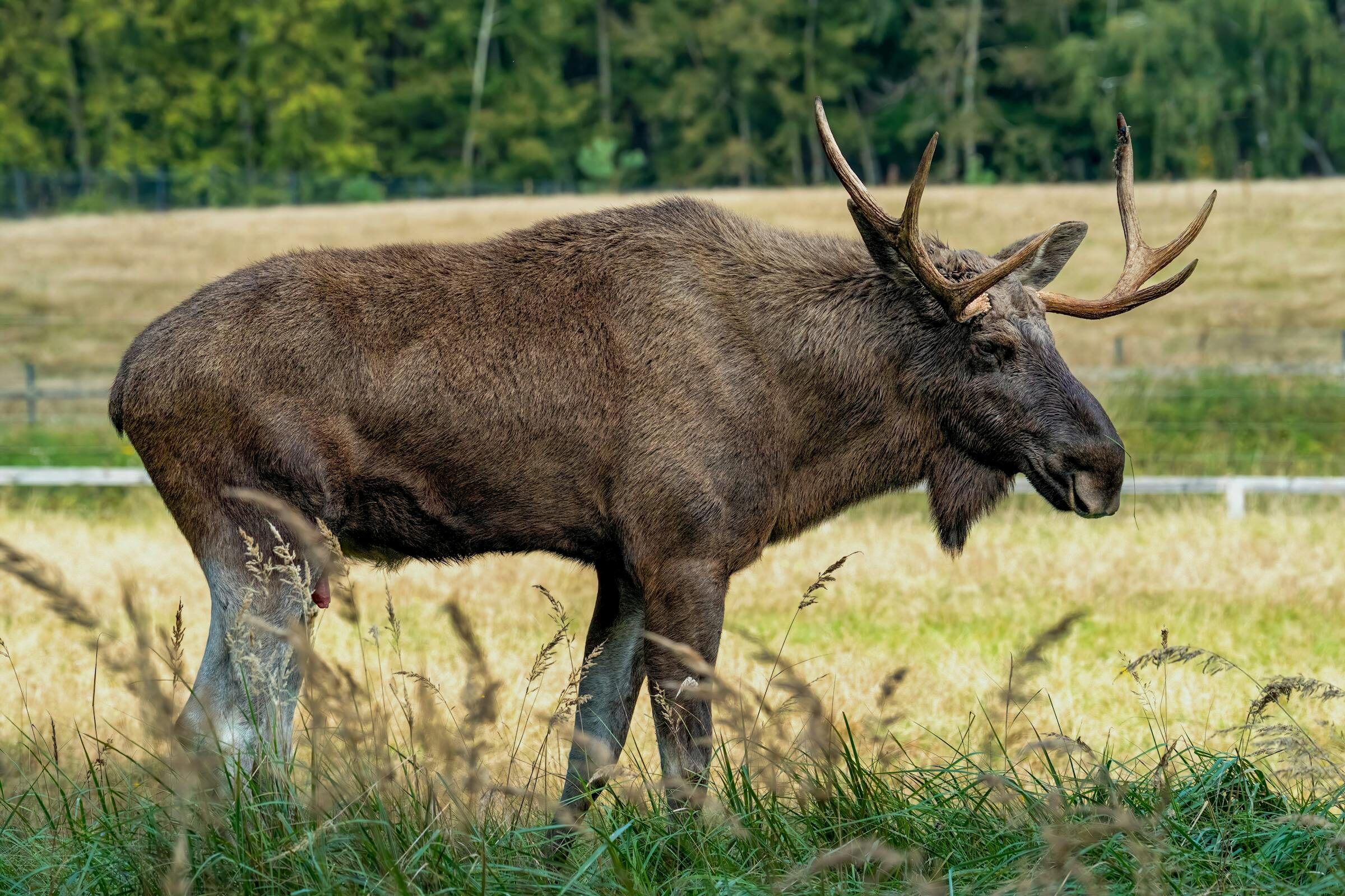 A bull moose with antlers grazing broadside in a sunlit Montana meadow