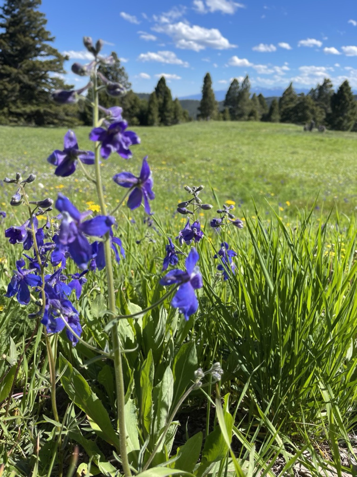Purple wildflowers blooming in a green mountain meadow at Sweetwater Ranch, with distant Montana peaks