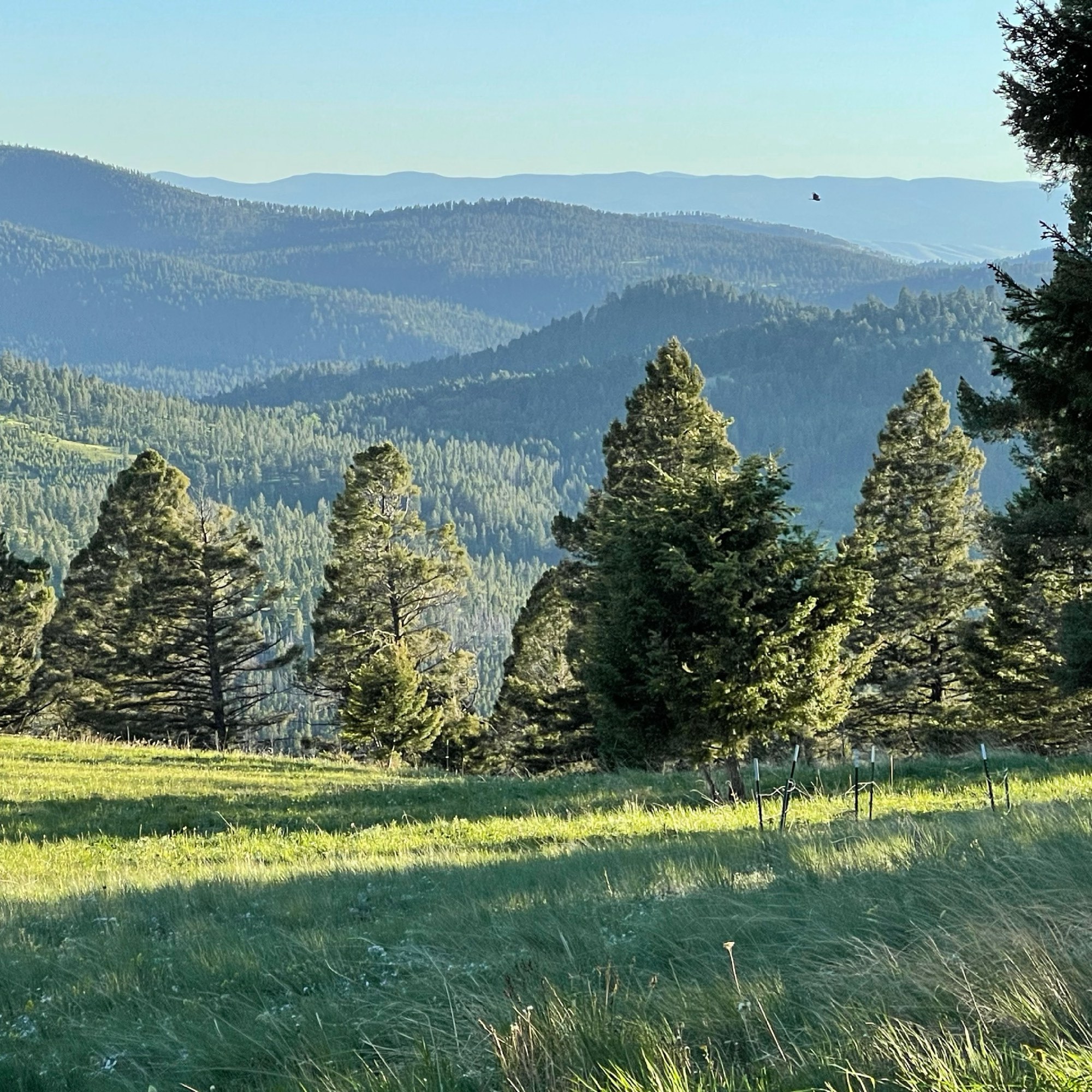 Forested mountain ridges receding to the horizon, seen from the Sweetwater Ranch mountaintop in Gold Creek, Montana
